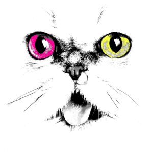Feline Frenzy