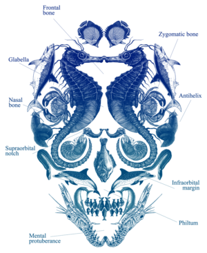 Cosmic Terror Cranium