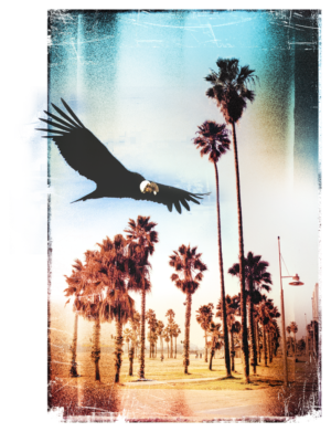 Majestic Soar at Dusk
