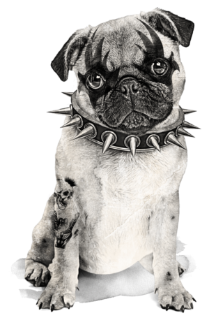 Furious Pug with Attitude