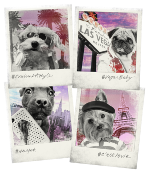 Pawesome Wanderlust