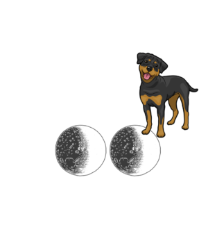 Rottweiler Cosmic Love