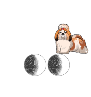 Lunar Love: Shih Tzu Edition