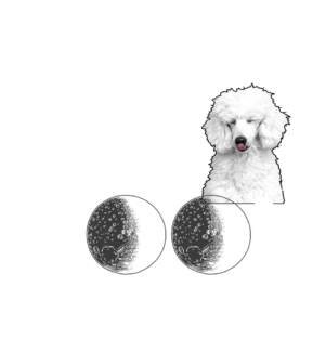 Moonscape Poodle Passion