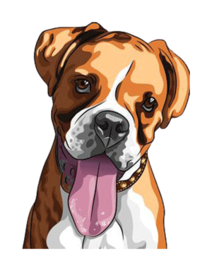 Tongue Out, Tail Wagging Boxer